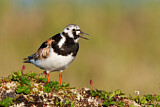 Image. Ruddy Turnstone