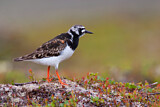 Image. Ruddy Turnstone