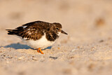 Image. Ruddy Turnstone