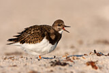 Image. Ruddy Turnstone