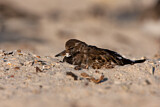 Image. Ruddy Turnstone