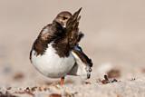 Image. Ruddy Turnstone