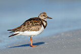 Image. Ruddy Turnstone