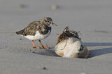 Image. Ruddy Turnstone