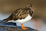 Image. Ruddy Turnstone