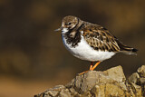 Image. Ruddy Turnstone