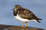 Image. Ruddy Turnstone