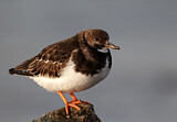 Image. Ruddy Turnstone
