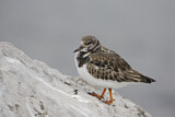 Image. Ruddy Turnstone