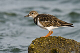 Image. Ruddy Turnstone