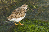 Image. Ruddy Turnstone
