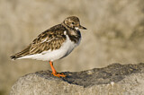Image. Ruddy Turnstone