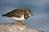 Image. Ruddy Turnstone