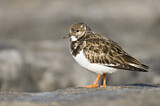 Image. Ruddy Turnstone