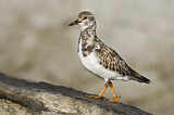 Image. Ruddy Turnstone