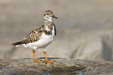 Image. Ruddy Turnstone