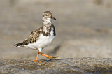 Image. Ruddy Turnstone