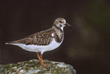 Image. Ruddy Turnstone