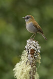 Image. Ruddy-capped Nightingale-Thrush