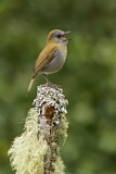 Image. Ruddy-capped Nightingale-Thrush