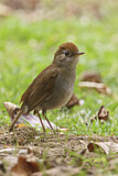 Image. Ruddy-capped Nightingale-Thrush