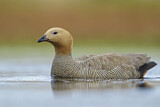 Image. Ruddy-headed Goose