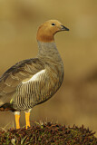Image. Ruddy-headed Goose