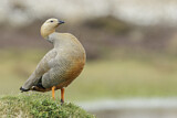 Image. Ruddy-headed Goose