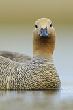 Image. Ruddy-headed Goose