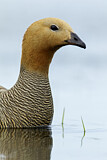 Image. Ruddy-headed Goose