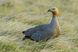 Image. Ruddy-headed Goose