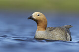 Image. Ruddy-headed Goose