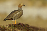 Image. Ruddy-headed Goose
