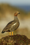 Image. Ruddy-headed Goose