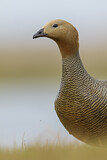 Image. Ruddy-headed Goose