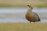 Image. Ruddy-headed Goose