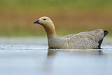 Image. Ruddy-headed Goose