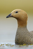 Image. Ruddy-headed Goose