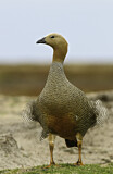 Image. Ruddy-headed Goose