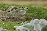 Image. Ruddy-headed Goose