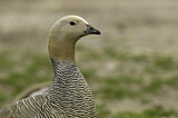 Image. Ruddy-headed Goose