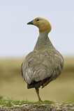 Image. Ruddy-headed Goose