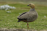 Image. Ruddy-headed Goose