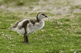 Image. Ruddy-headed Goose