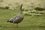 Image. Ruddy-headed Goose