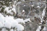Image. Ruffed Grouse