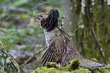 Image. Ruffed Grouse