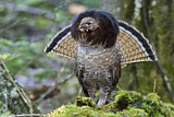 Image. Ruffed Grouse