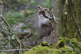 Image. Ruffed Grouse