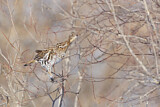 Image. Ruffed Grouse